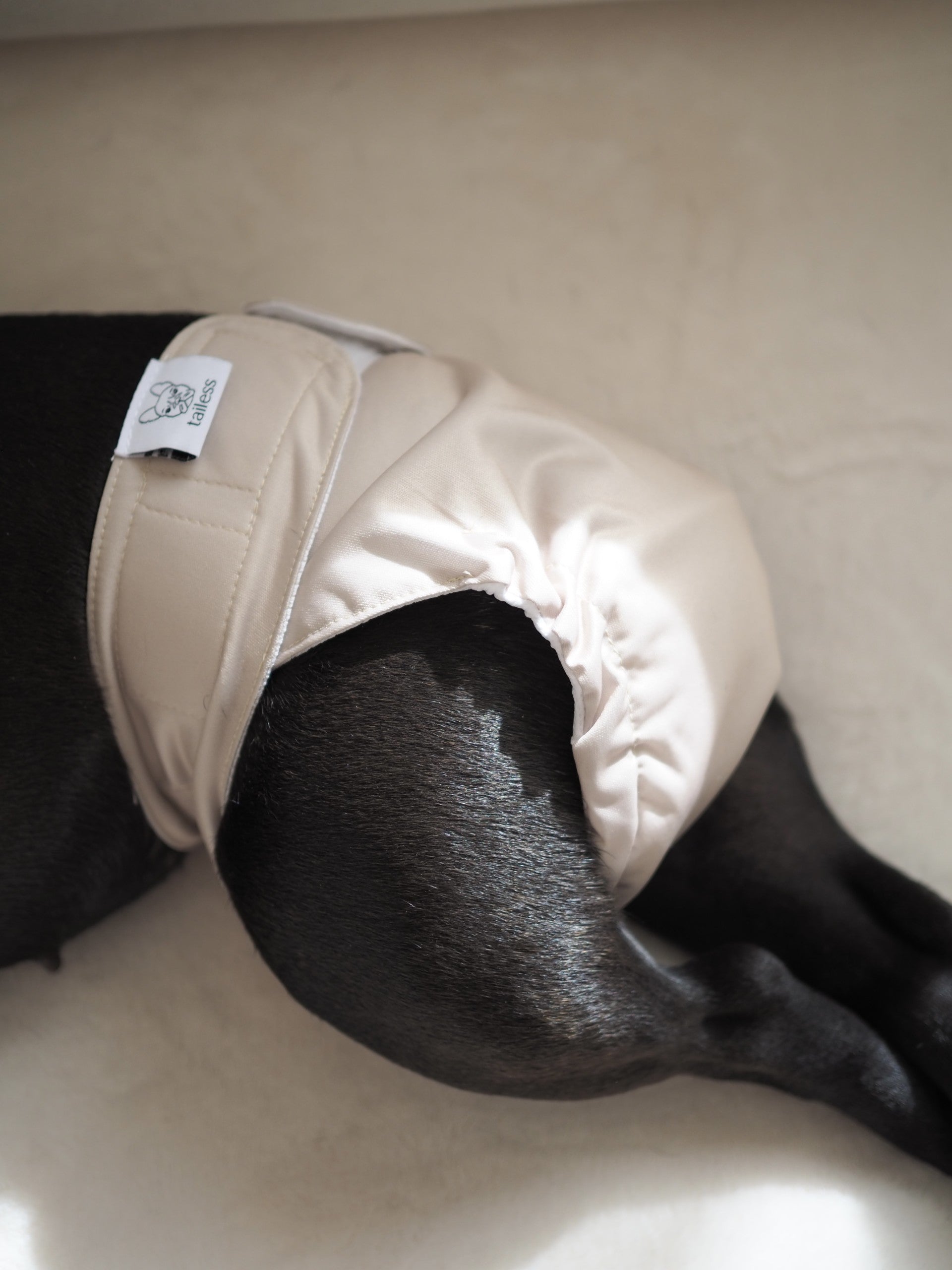 Absorbent and washable heat pants for tailless dogs.