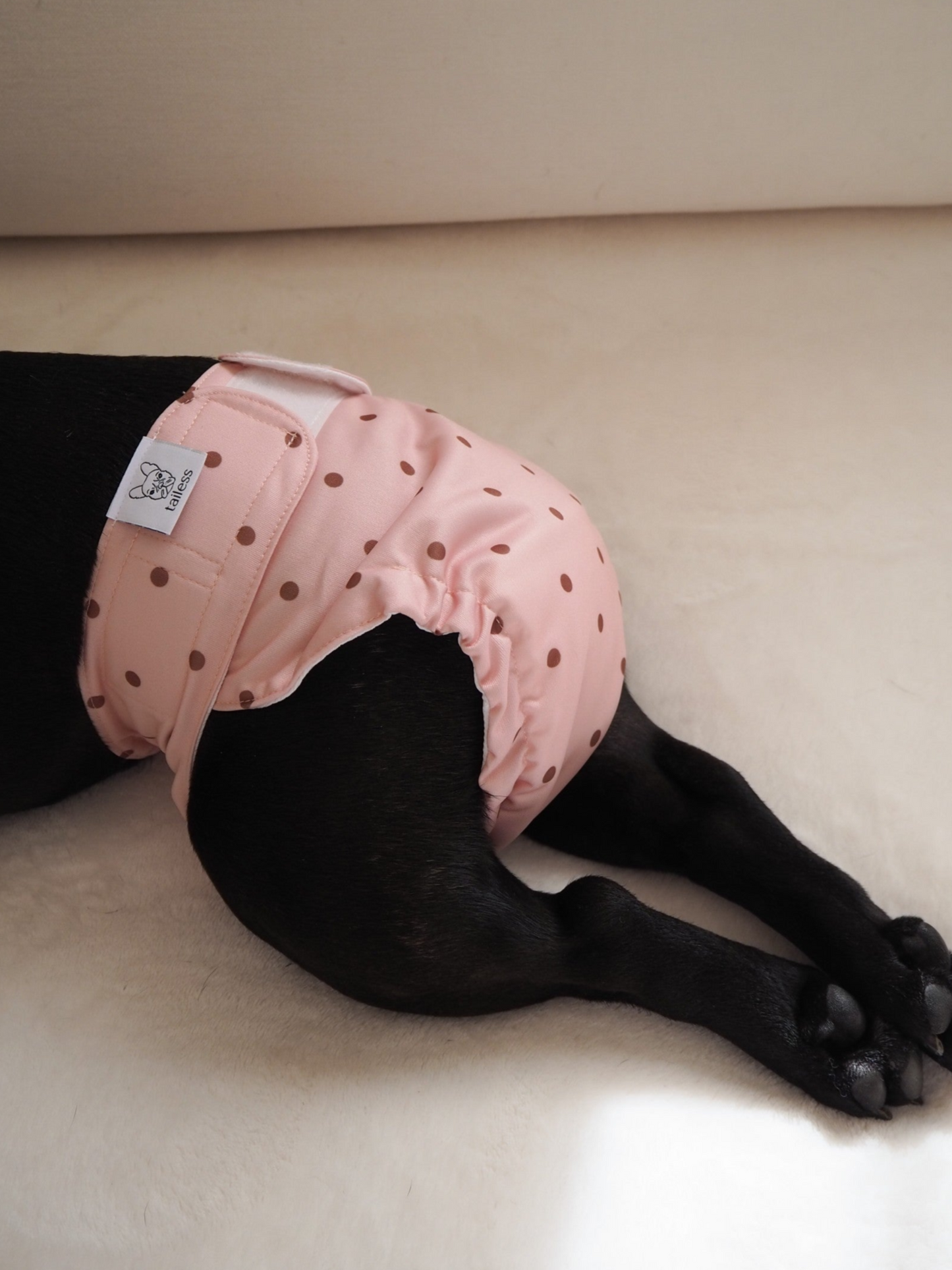 Absorbent and washable heat pants for tailless dogs.