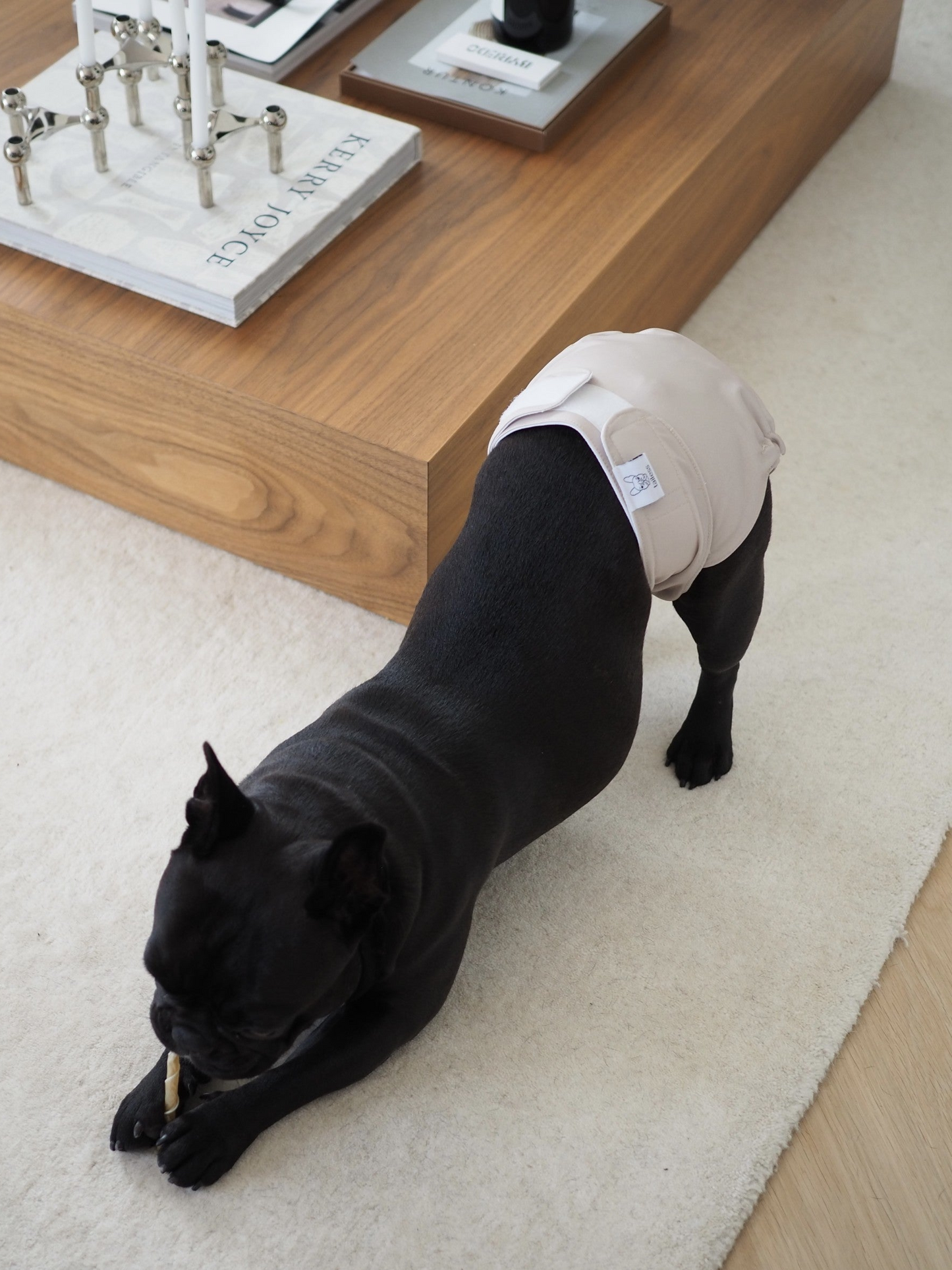 Absorbent and washable heat pants for tailless dogs.