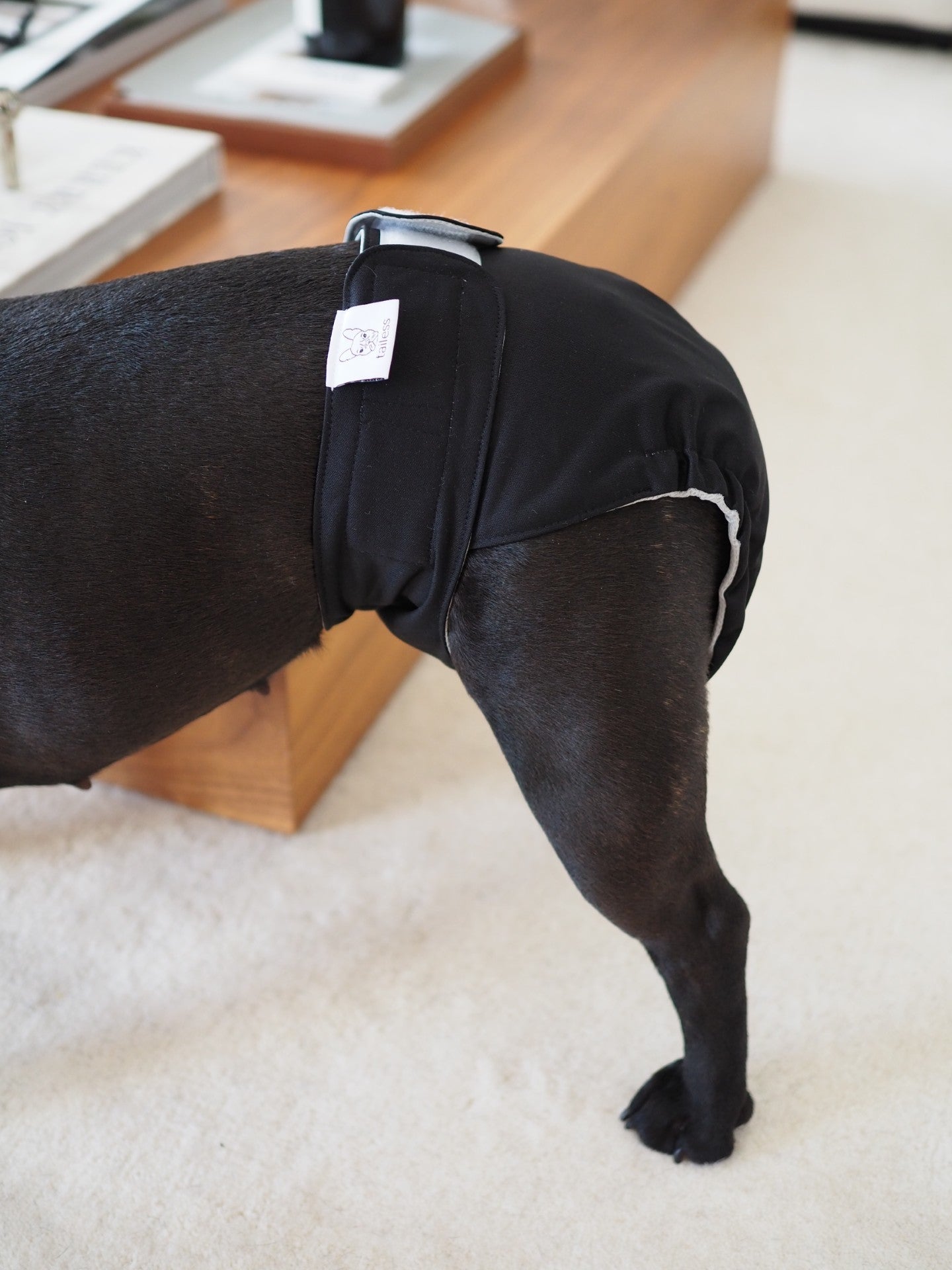 Absorbent and washable heat pants for tailless dogs.